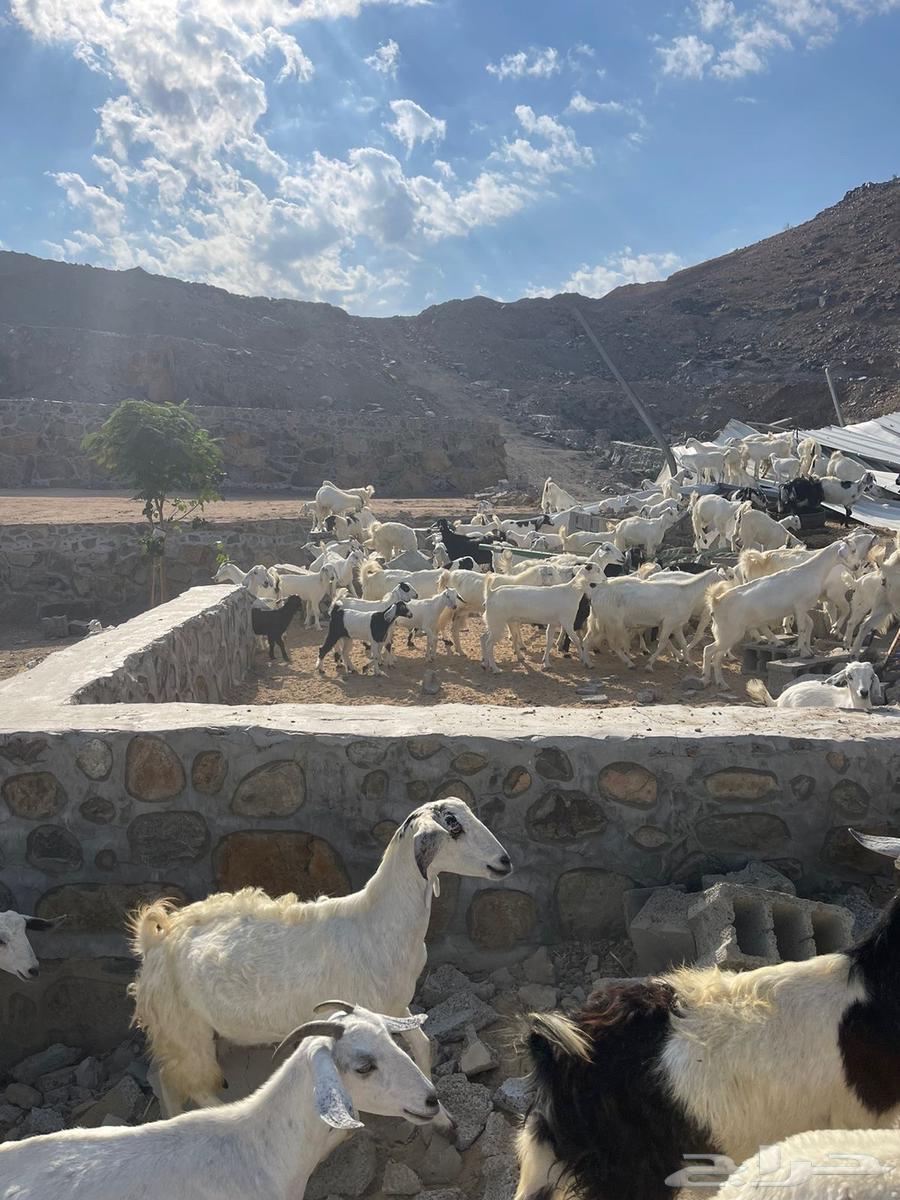 Good sheep from a private farm breeding63014963448321111