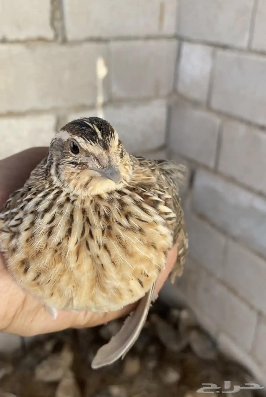 Bustards630171323294741122