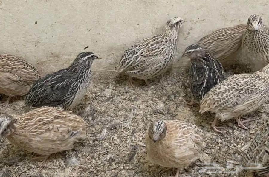 Bustards63017132329474111
