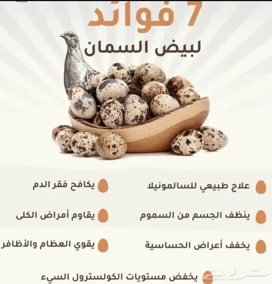 Bustards63017132329474114