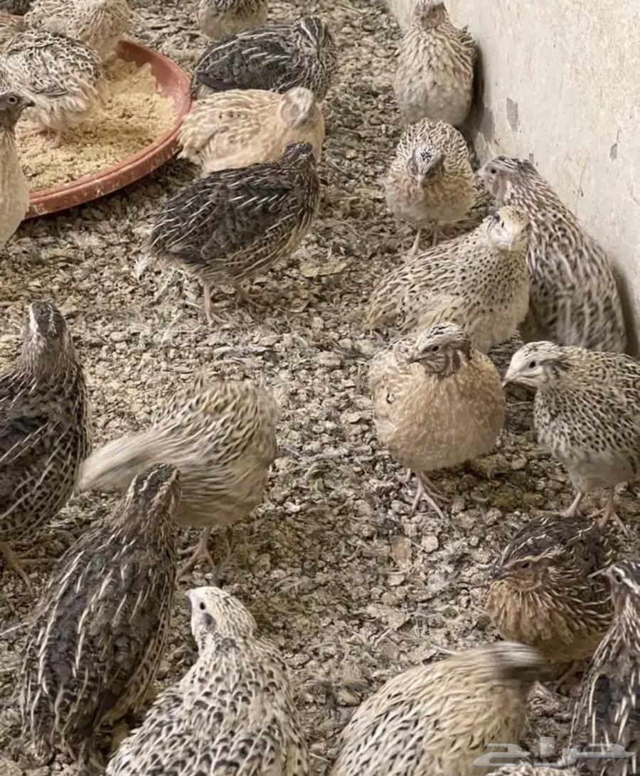 Bustards63017132329474112