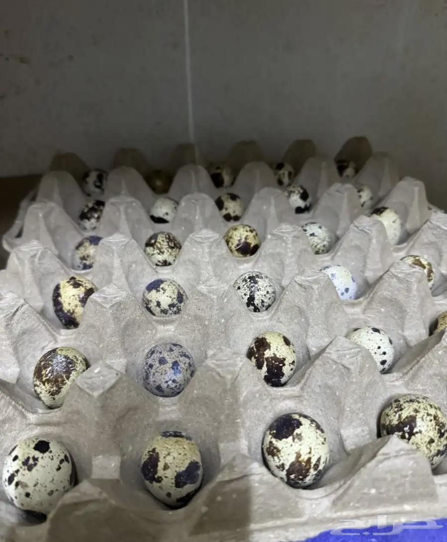 Bustards63017132329474113