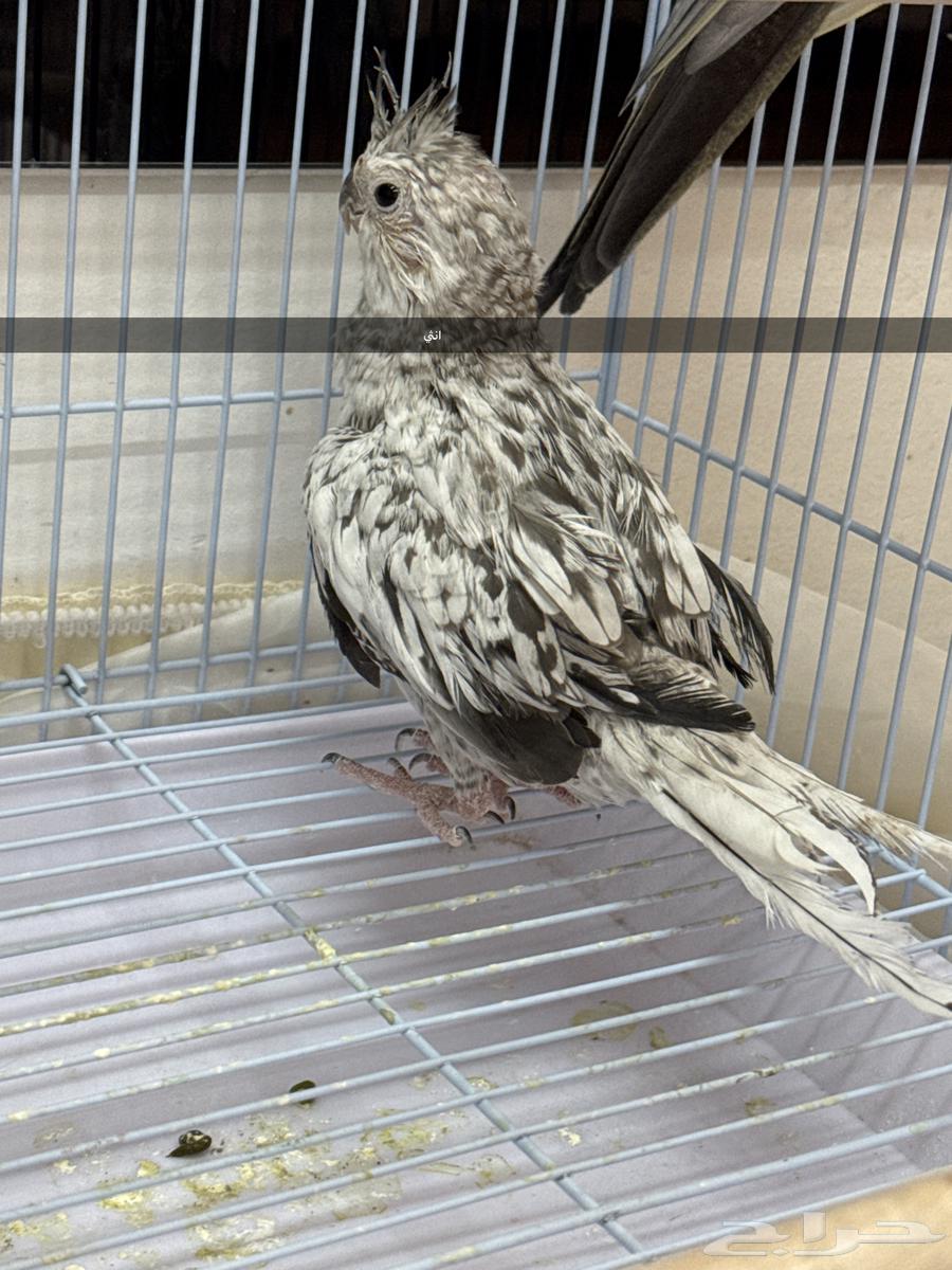 Parrot couple63015424350467113