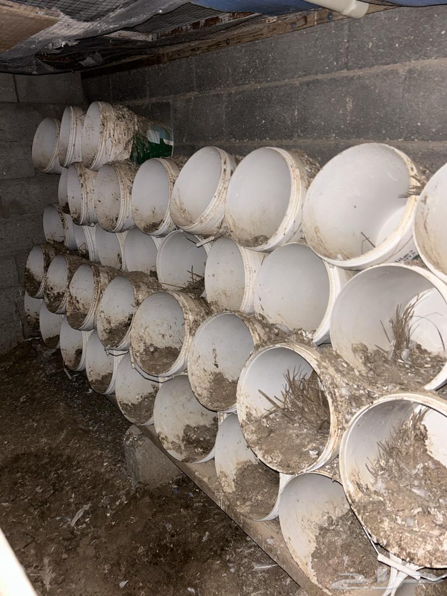 50 pieces of clean plastic sticks630179991490571123