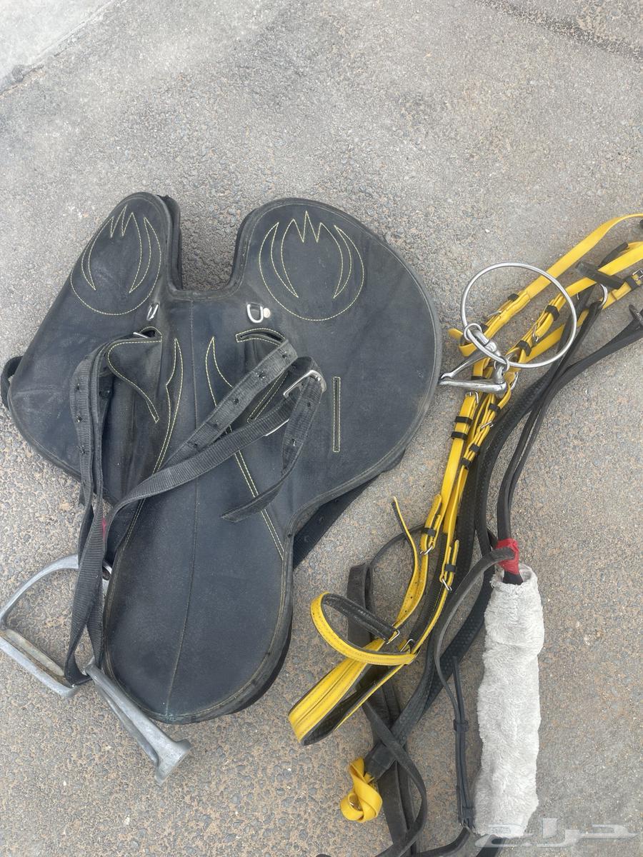 Saddle and horse riding equipment63016299072899111