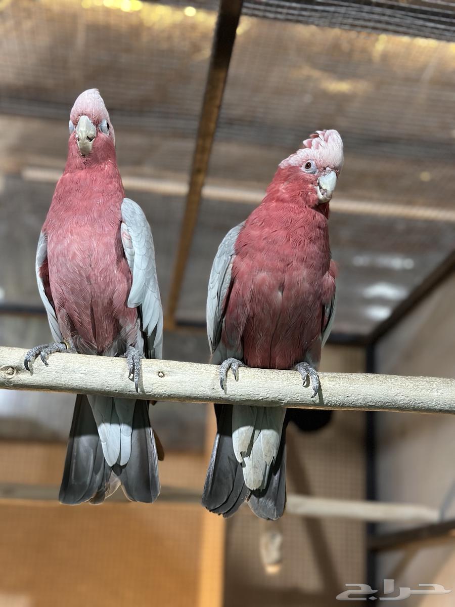 For sale, a pair of cockatoos, they say the product630167109672981127