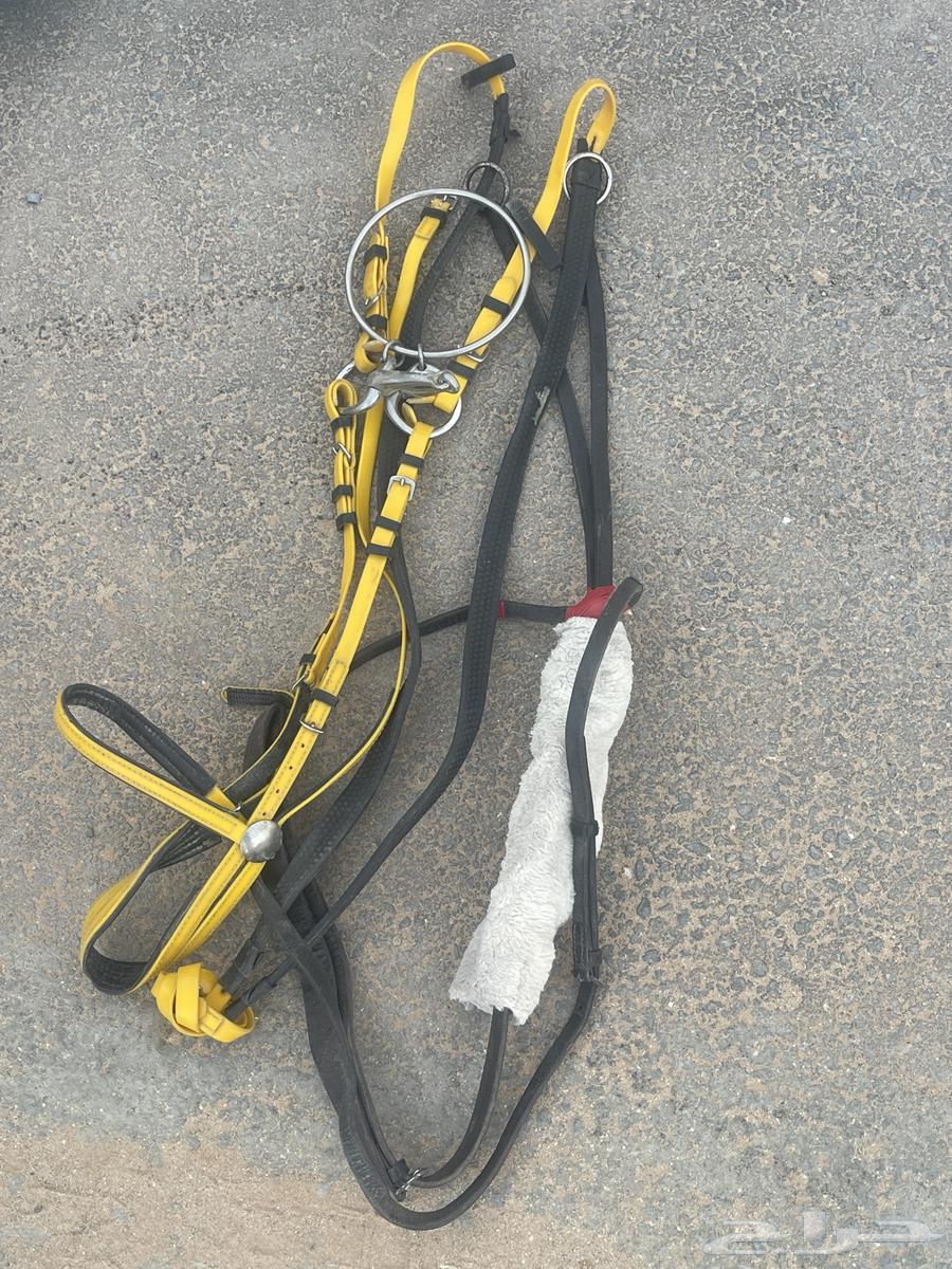 Saddle and horse riding equipment63016299072899113