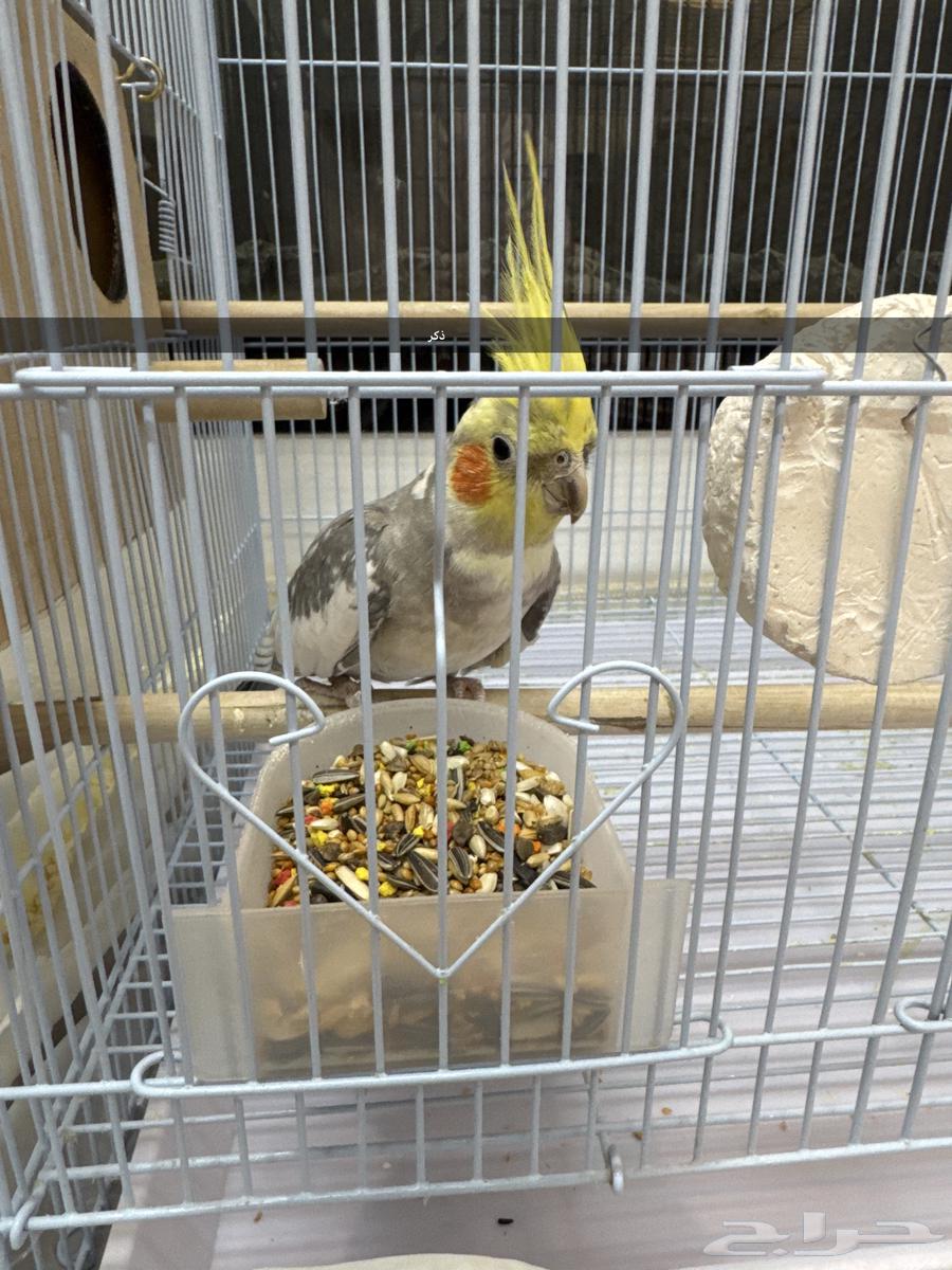 Parrot couple63015424350467111