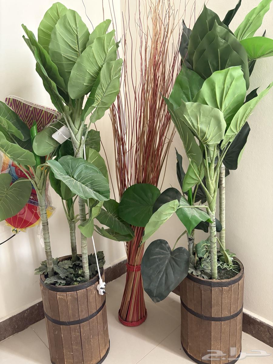 Brawij and trees63016293066882116