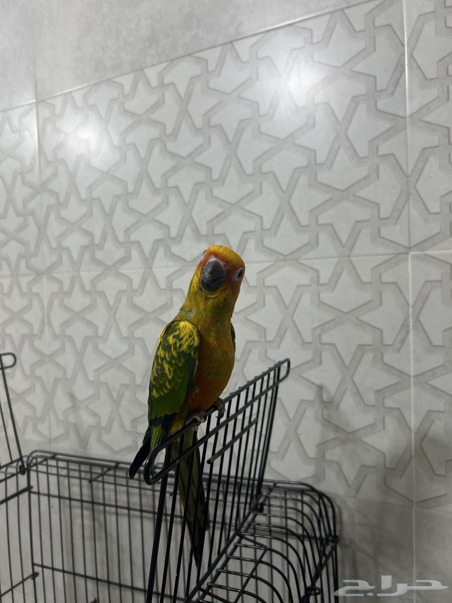 صن كيور ثنين63017993700098112