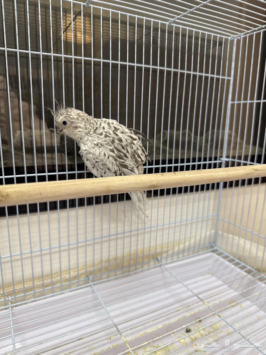 Parrot couple63015424350467112