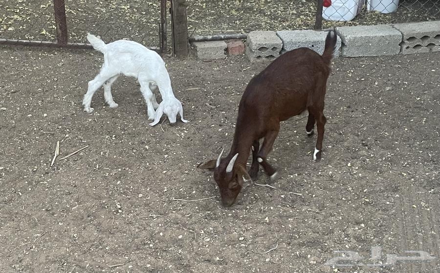 A southern goat hybrid with a male goat63014968036354111