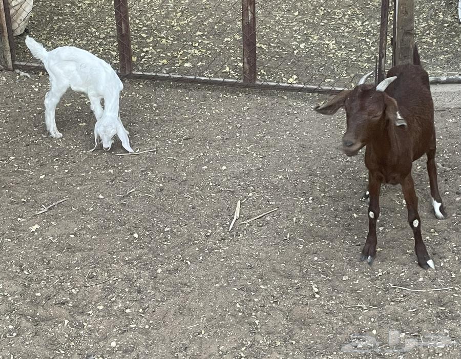 A southern goat hybrid with a male goat63014968036354112
