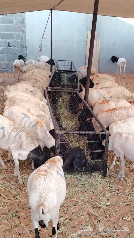 بربري وتيوس وحاشي صومالي مربي63017977020162112