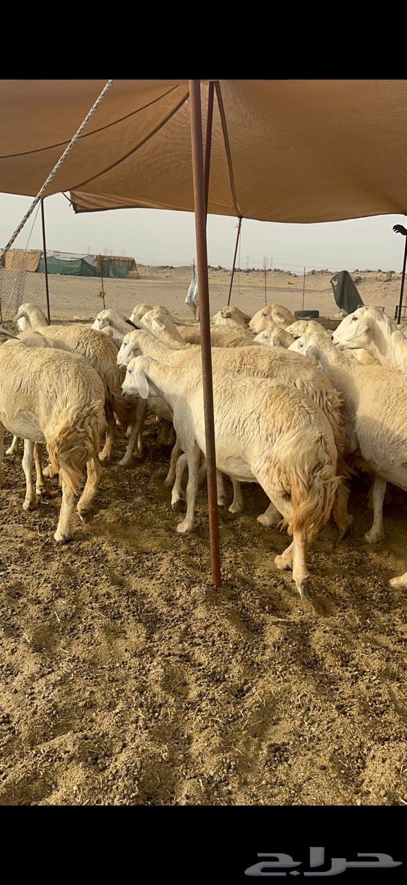 27 good necks of sheep for al-Hurriyat al-Gharim63014967943299113