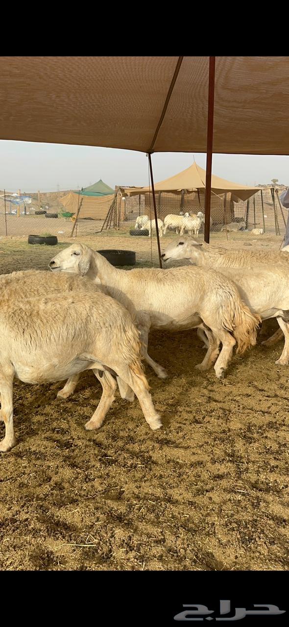 27 good necks of sheep for al-Hurriyat al-Gharim63014967943299111