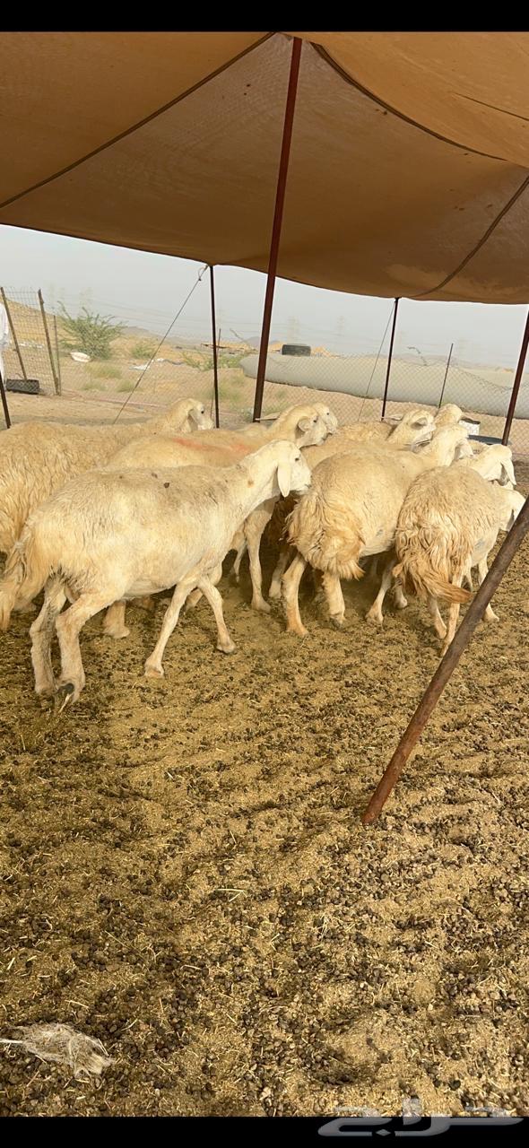 27 good necks of sheep for al-Hurriyat al-Gharim63014967943299112