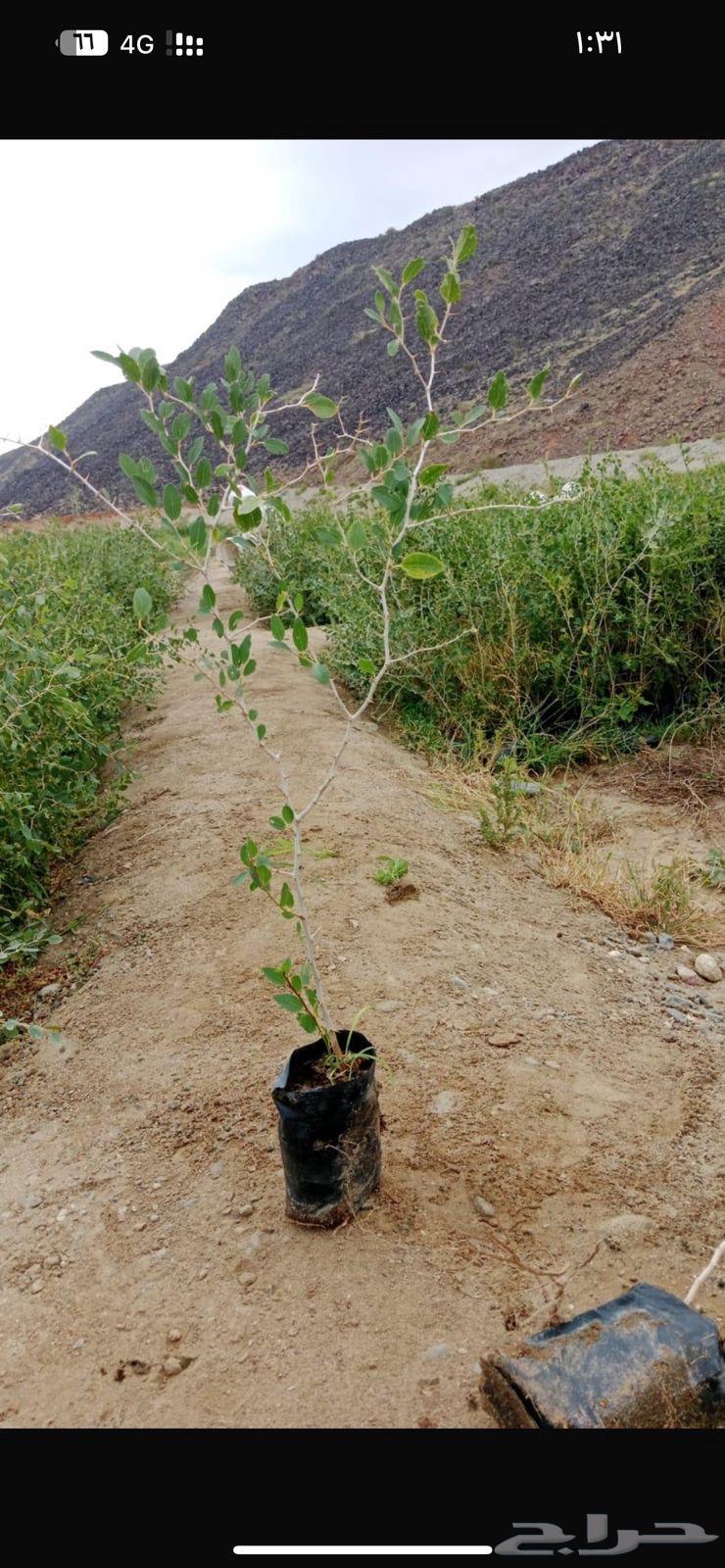 Seedlings and wild trees63017555733890114
