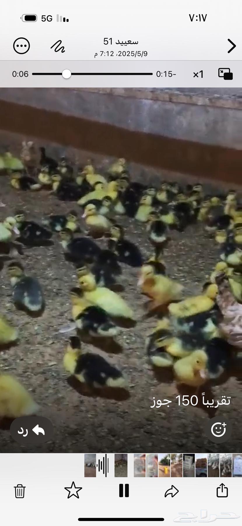 For sale: Muscovy duck sauce63016309856642111
