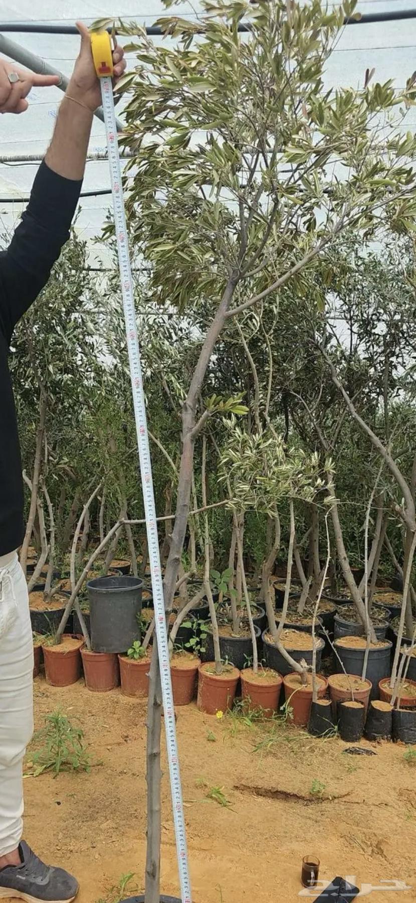 شجر زيتون شتلات زيتون مفرد وجملة63014963382019113