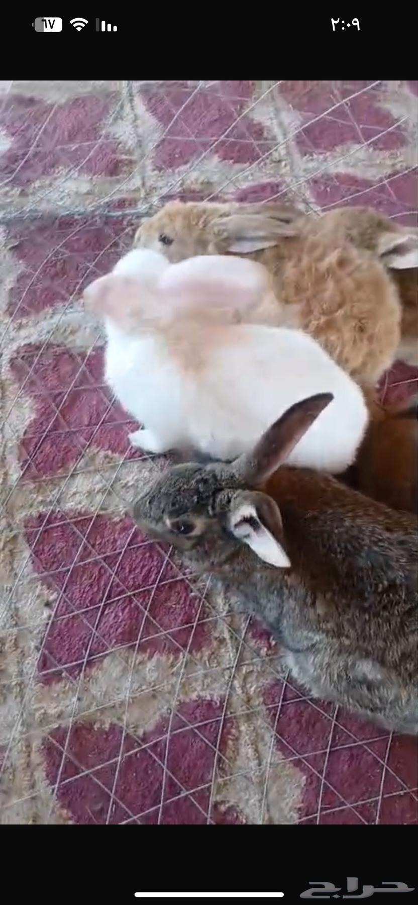 Rabbit63016710595841111