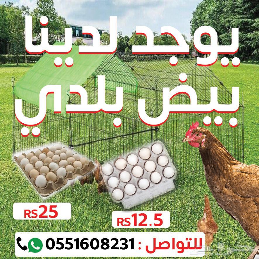 بيض بلدي630171161710091122