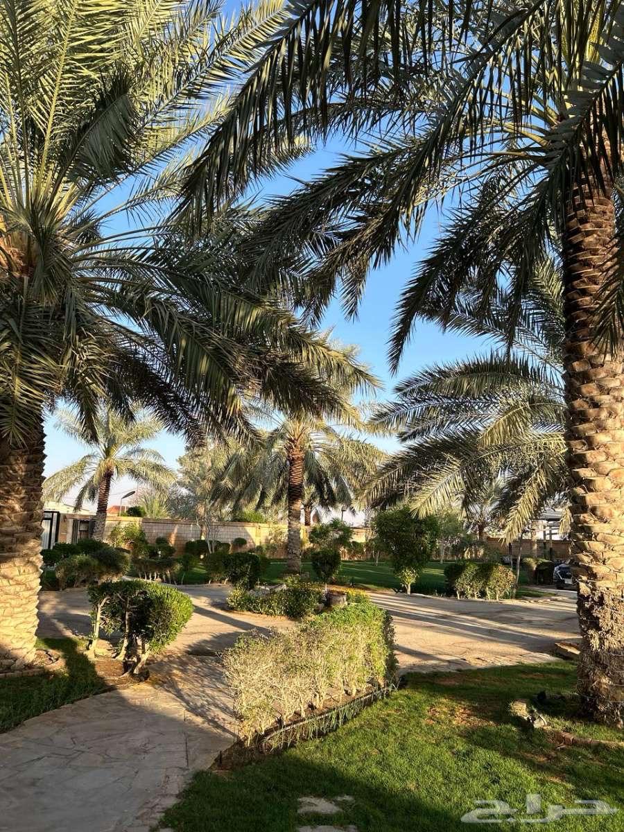 استراحة قسمين كبيرة في بنبان63017566811393113
