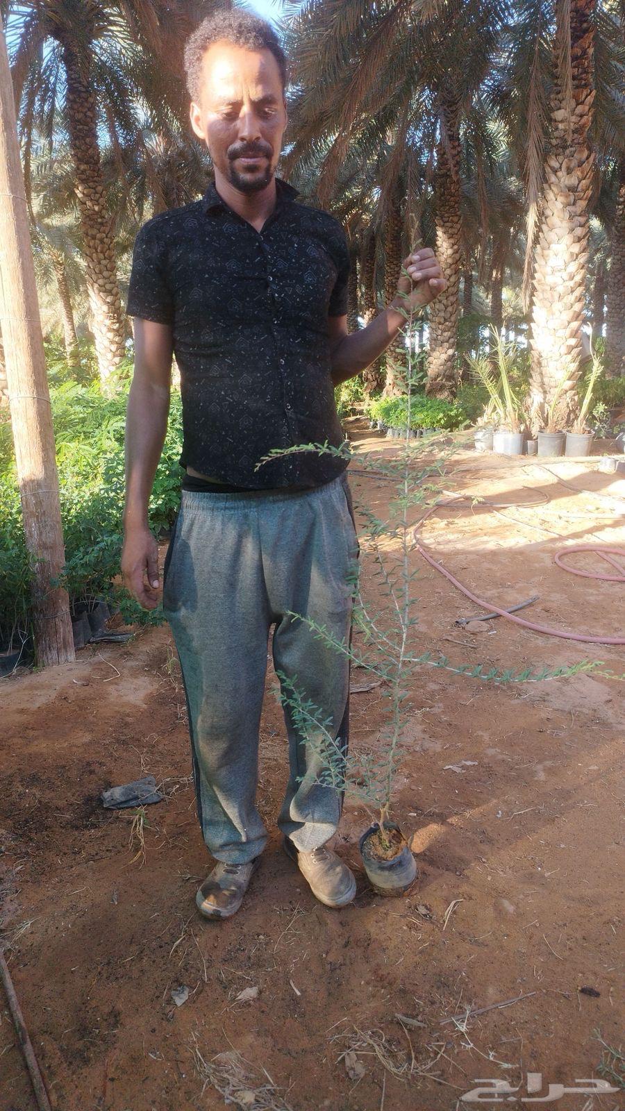 Seedlings and wild trees63017555733890111