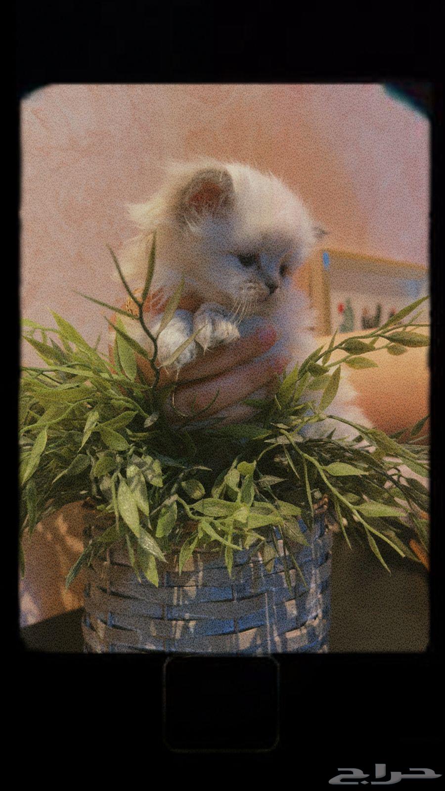 Scotch Ragdoll sold at a special price63014968251009112