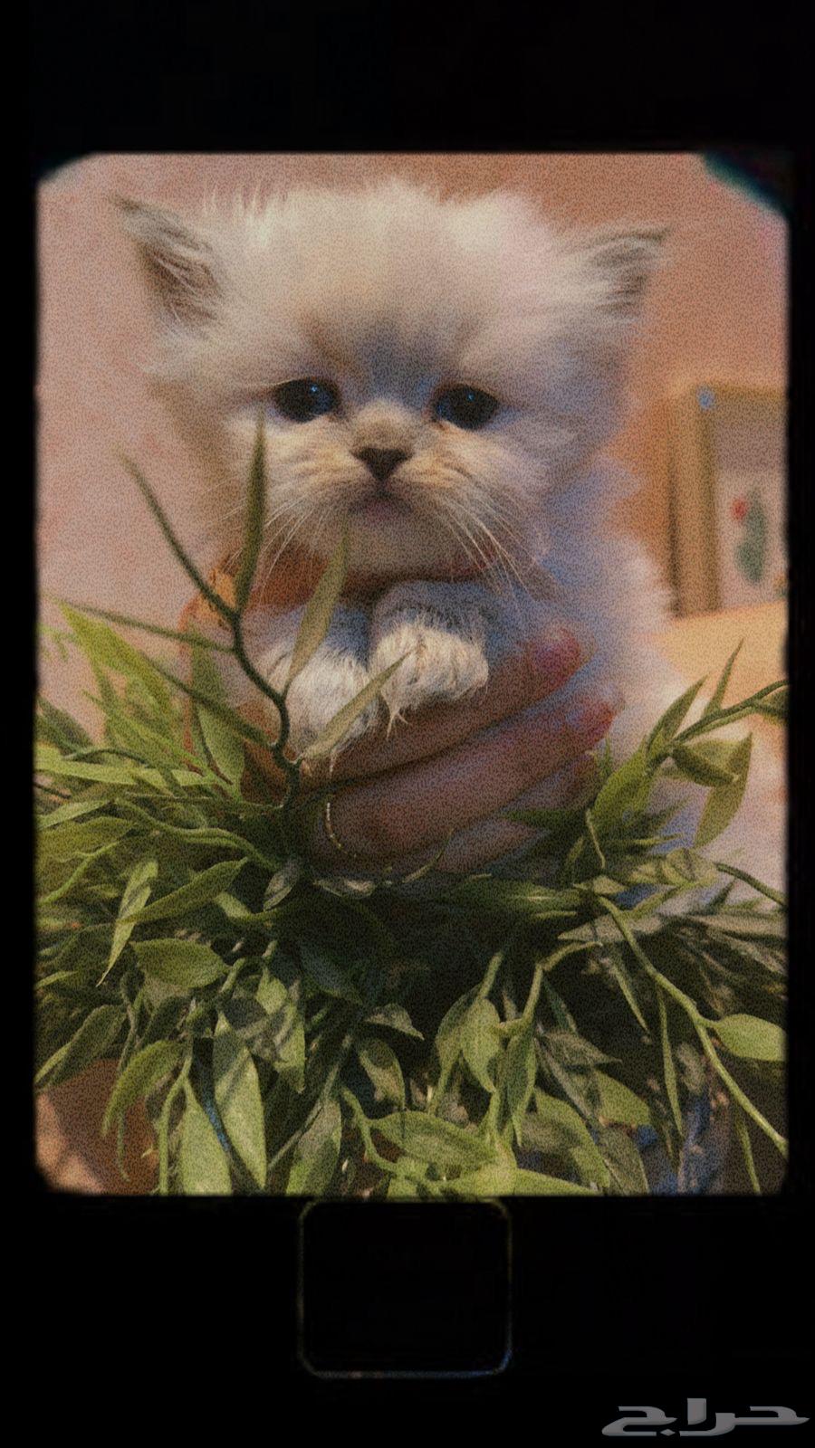 Scotch Ragdoll sold at a special price63014968251009113
