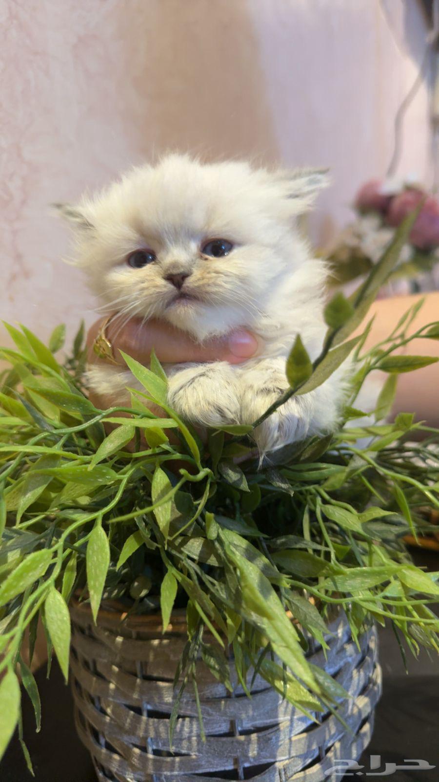 Scotch Ragdoll sold at a special price63014968251009111