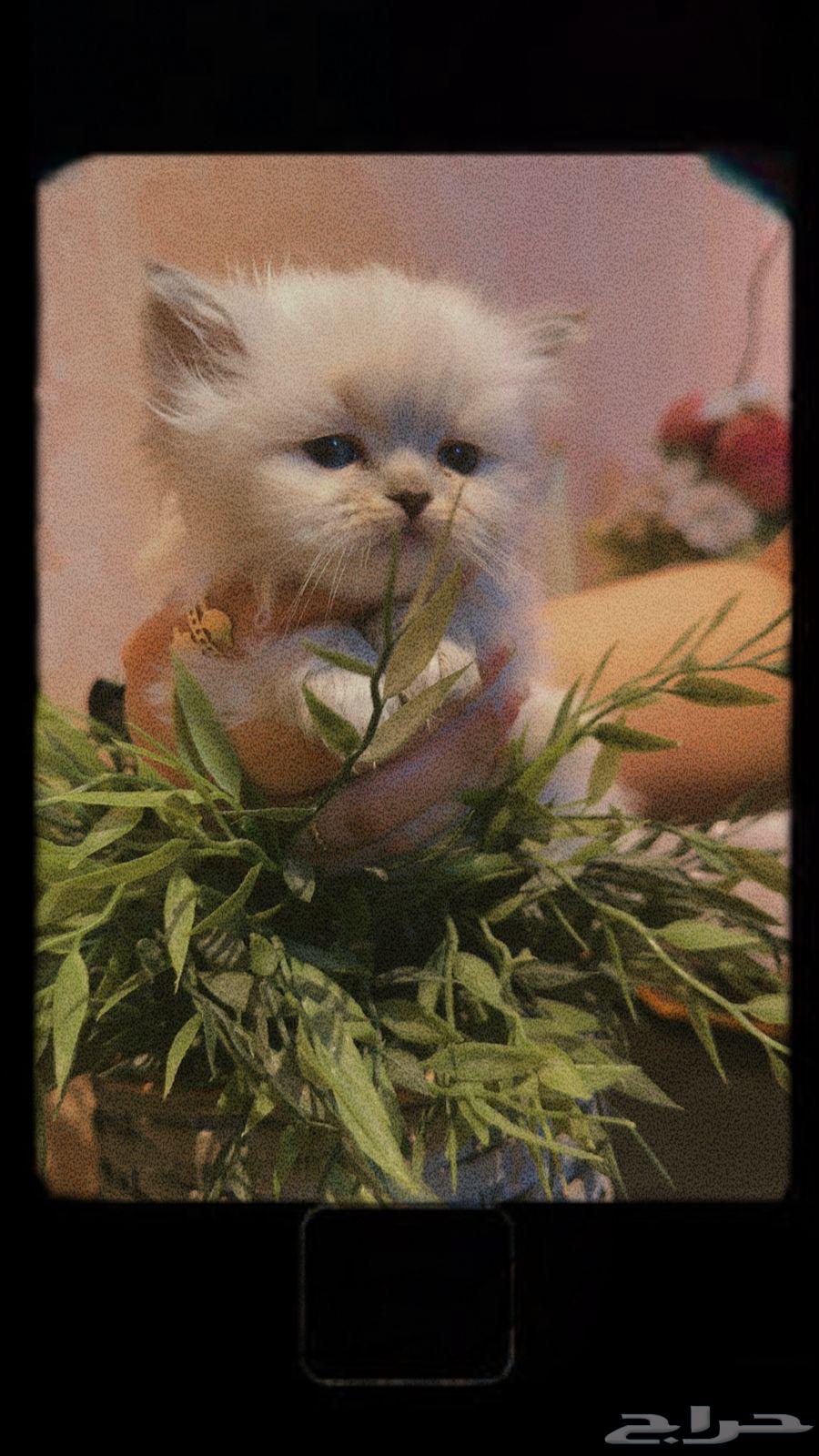 Scotch Ragdoll sold at a special price63014968251009114