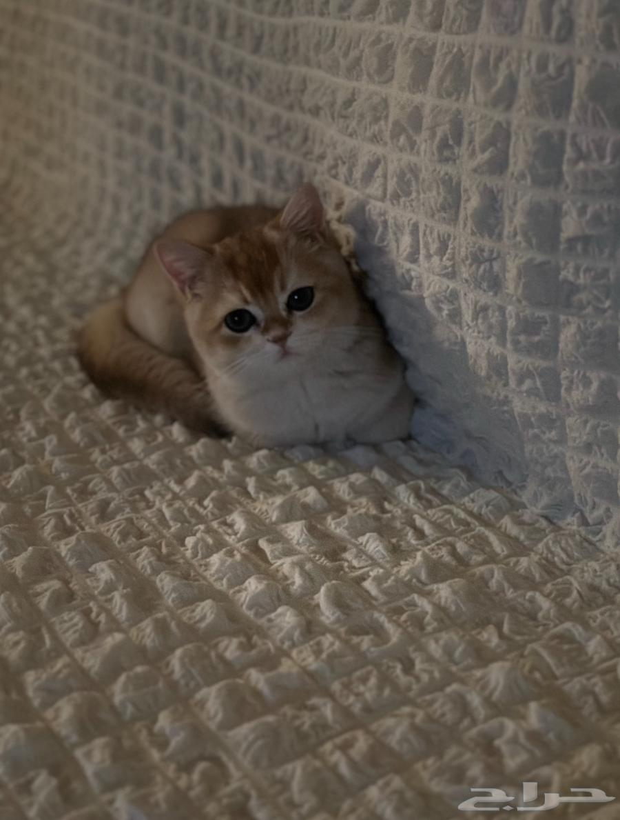 سكوتش ستريت قولد63016721928451112