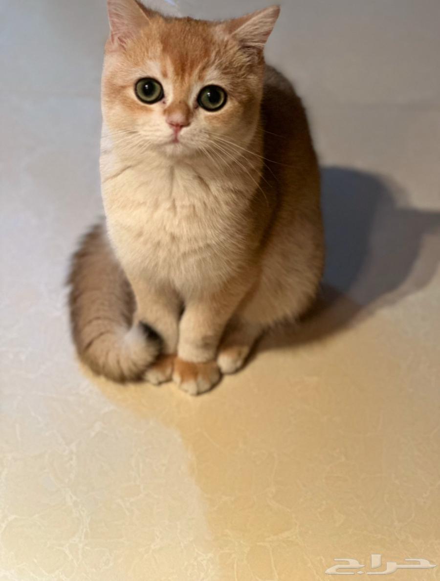 سكوتش ستريت قولد63016721928451111