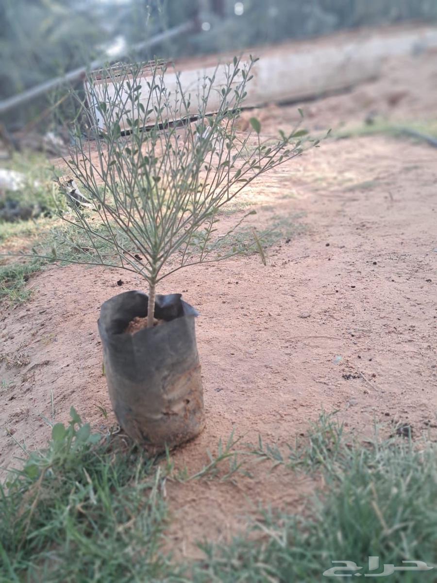 Seedlings and wild trees63017555733890112