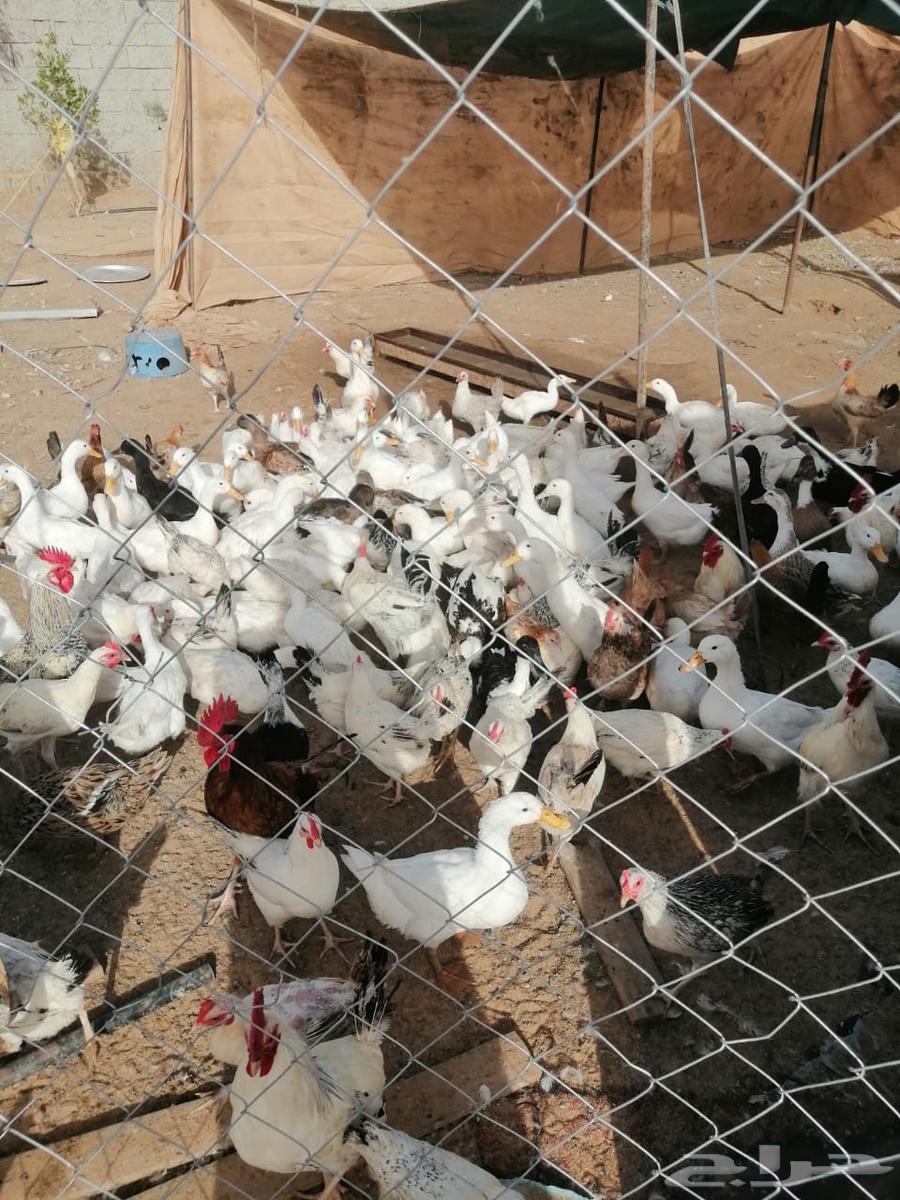 Chicken and duck breeder630171113272351118