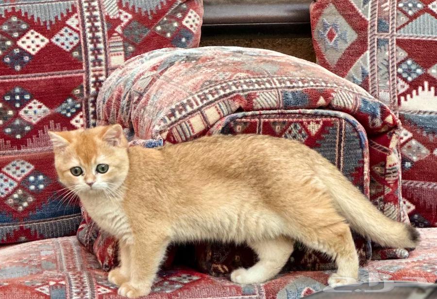 سكوتش ستريت قولد63016721928451113