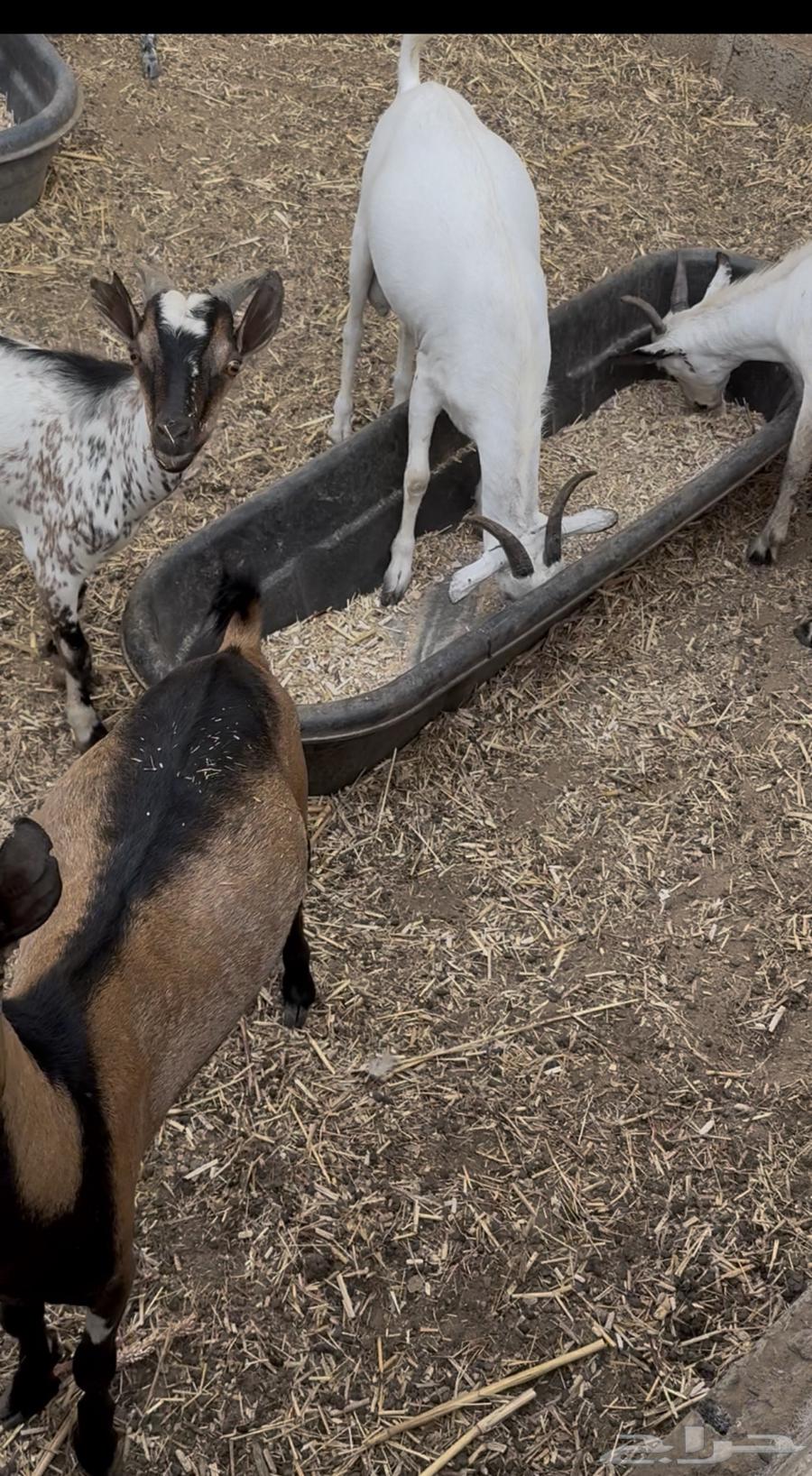 50 imported rams for sale63169684395137111