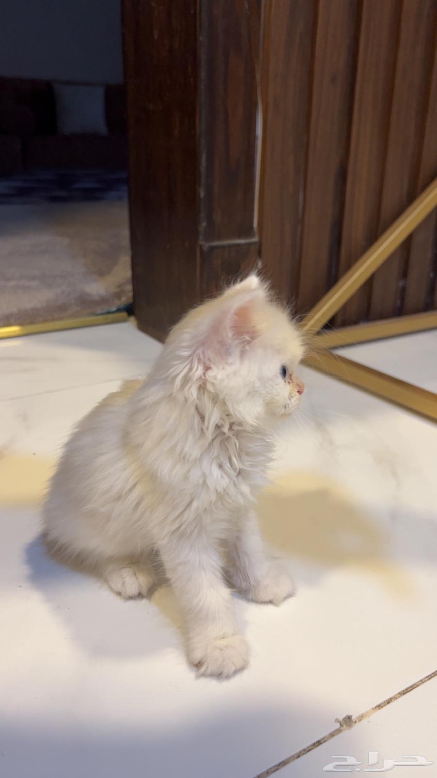 قطوه شيرازيه للبيع عمر شهرين مع كامل اغراضها63012704778753112