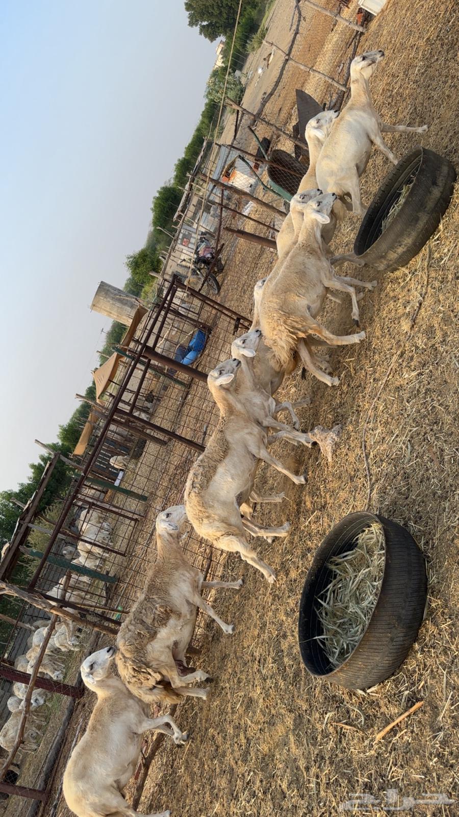 For sale, quantity 1063014065802242111