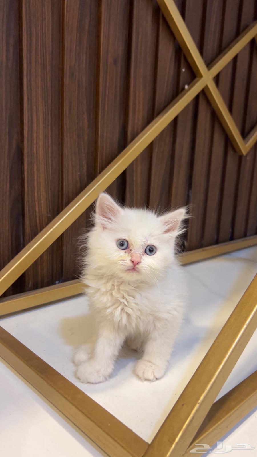 قطوه شيرازيه للبيع عمر شهرين مع كامل اغراضها63012704778753113