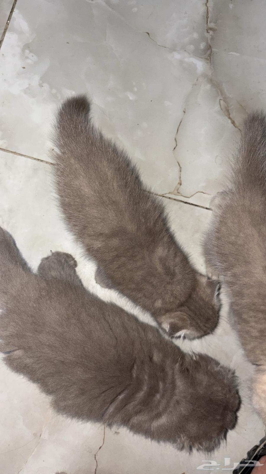 قطط لي البيع الكل سوا63013152079617111