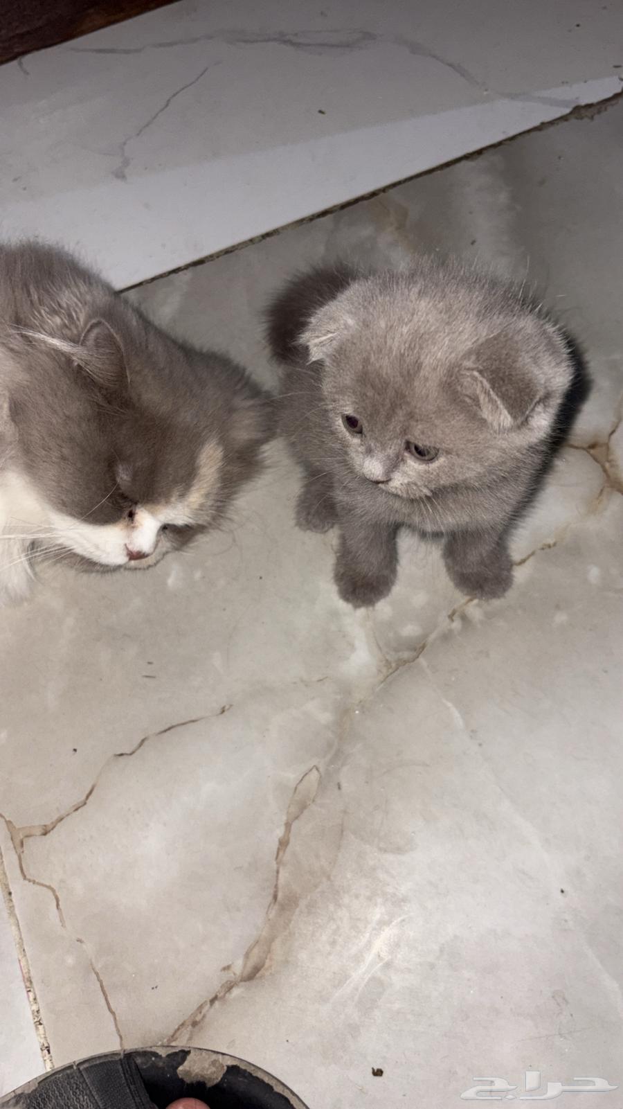قطط لي البيع الكل سوا63013152079617114