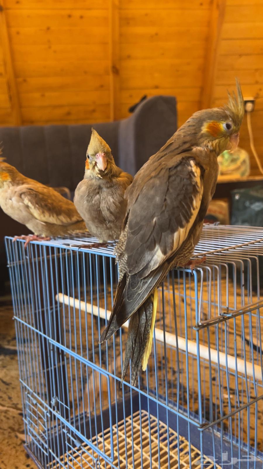 Three baby crows at the end of a huge jumbo jambo, very tame.63066022166915111