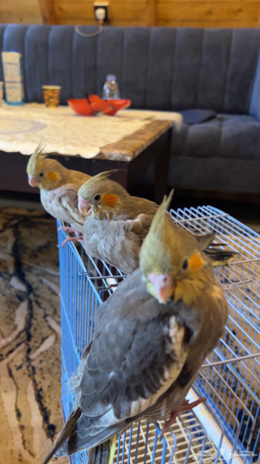 Three baby crows at the end of a huge jumbo jambo, very tame.63066022166915112