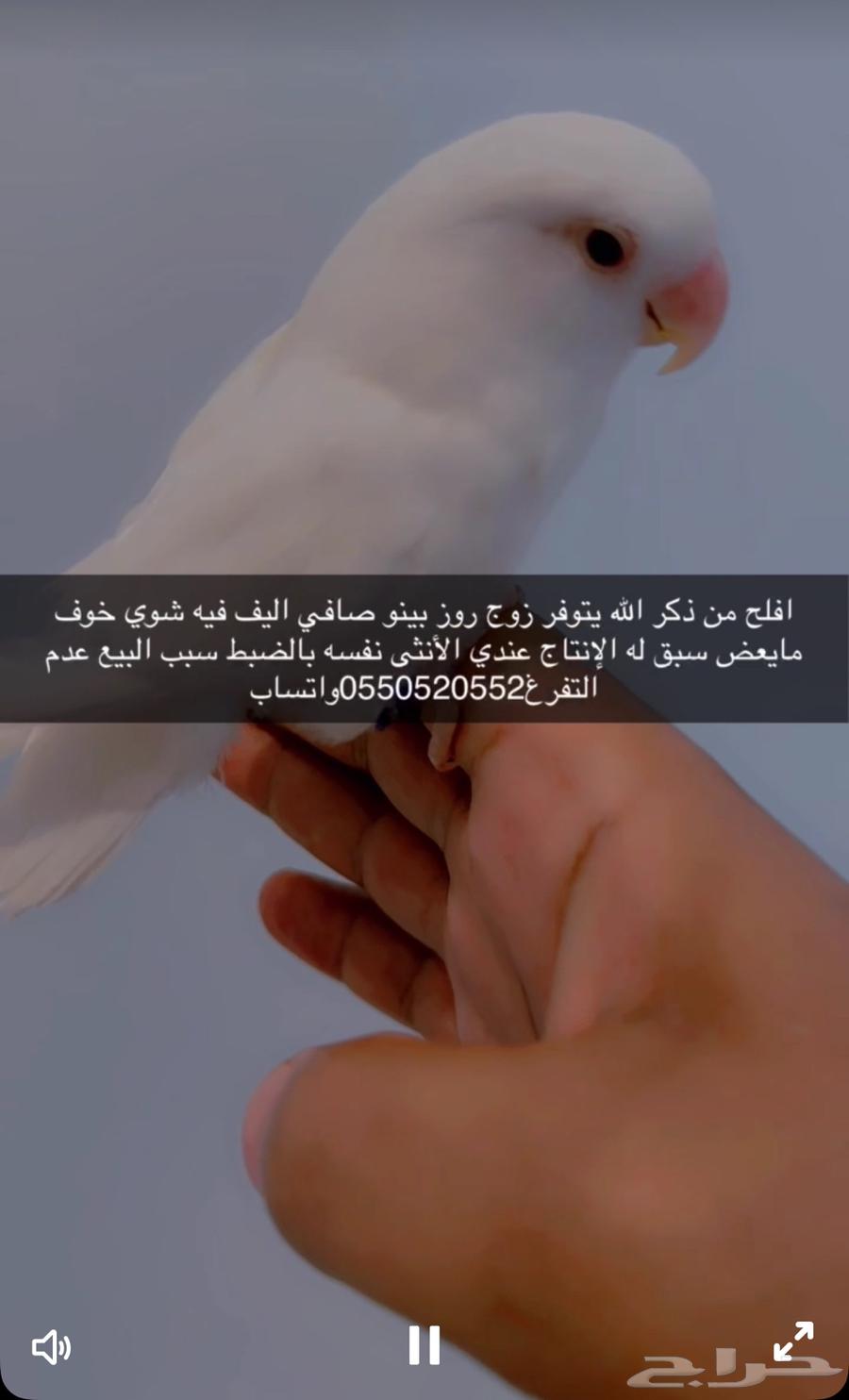 The binomial pair is a product of Rose-leafed birds630149786082591120
