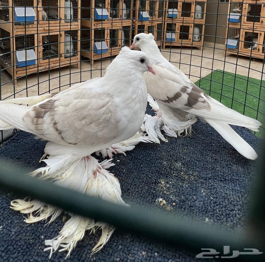 حمام ايراني مكتف630158940332821124