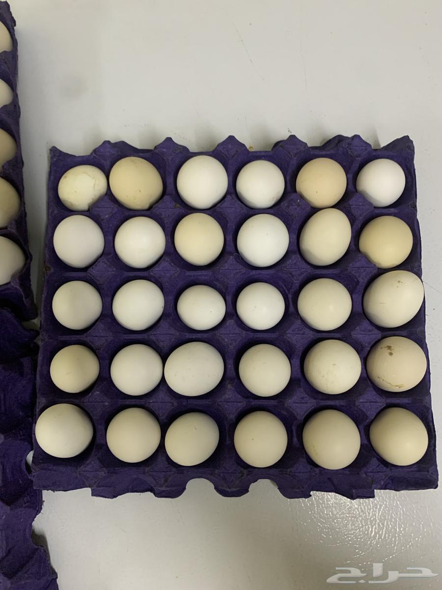 Daily fresh eggs for sale63013140985091114