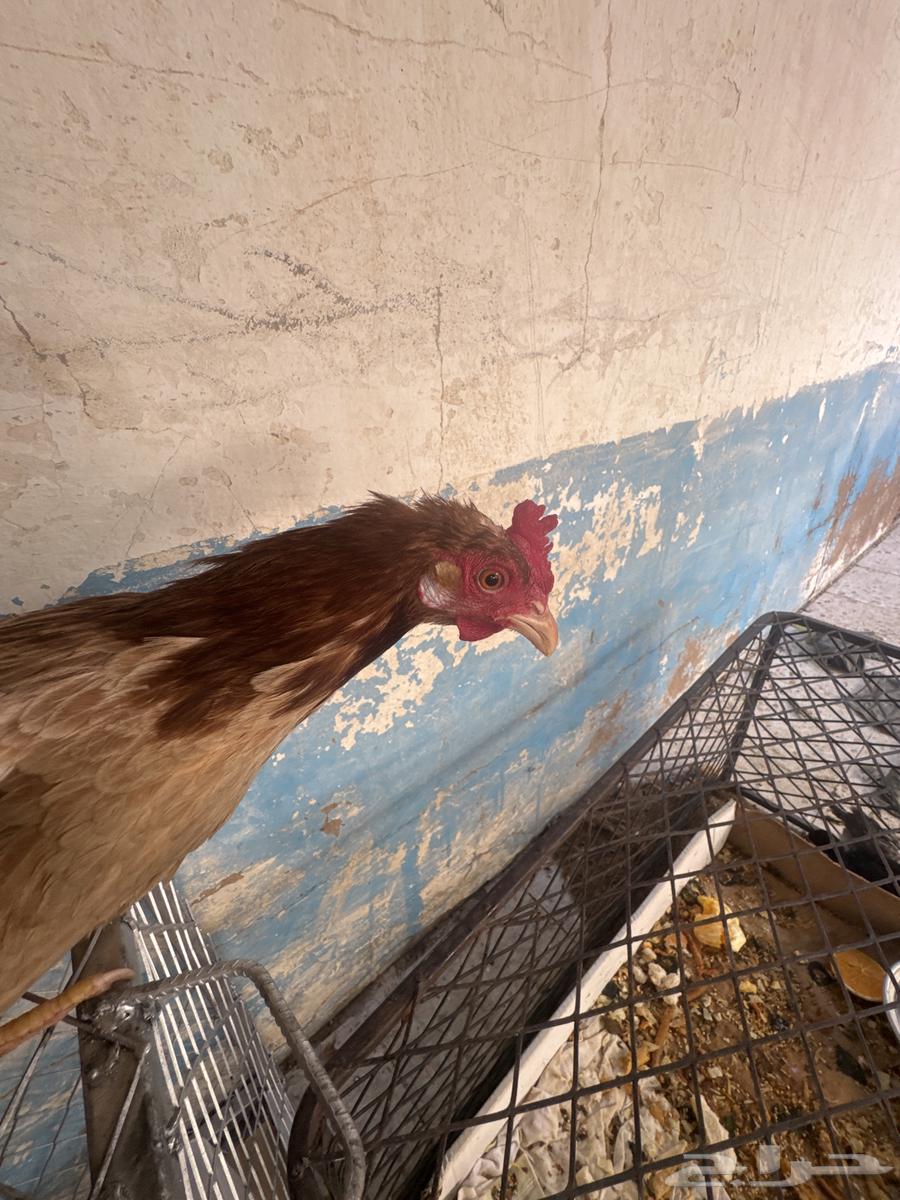 70 chickens and a rooster63470760653059112