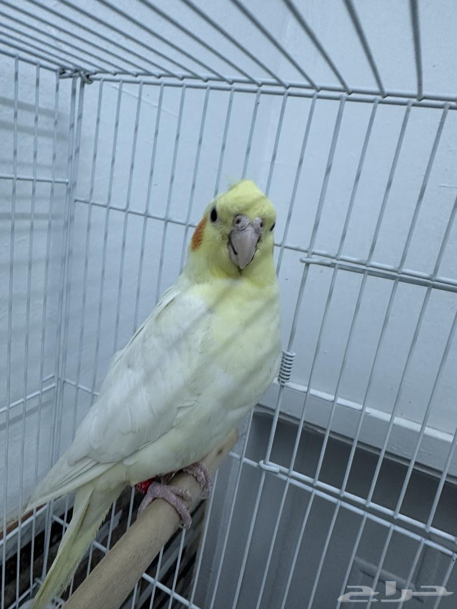 Crown number 2 for sale63015006067203112